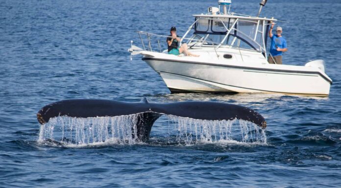 Guarda questa balena che salta dall'oceano e distruggi assolutamente una piccola barca
