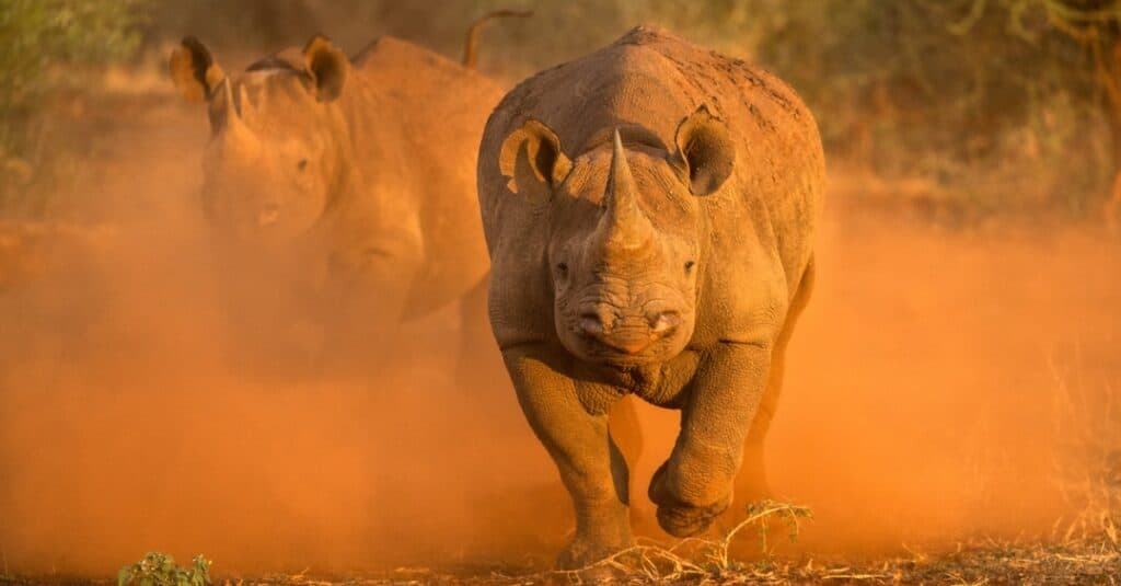 rinoceronte che carica verso la telecamera, sollevando polvere