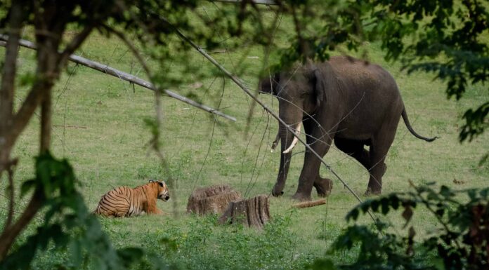 Guarda questi splendidi elefanti uniti per difendere un cucciolo da una tigre in caccia

