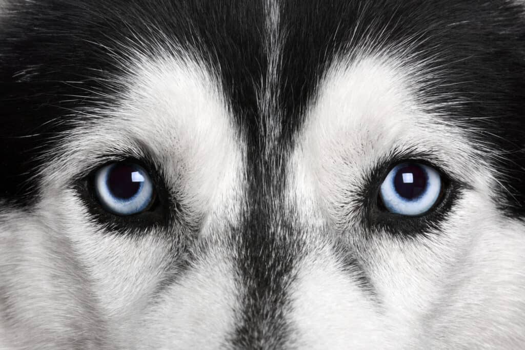 Primo piano degli occhi azzurri di un husky
