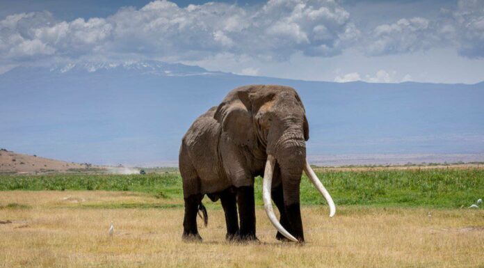 Guarda questo elefante proteggere la sua famiglia scagliando un ramo d'albero contro un rinoceronte in carica
