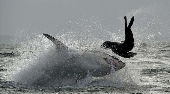 Guarda questo grande squalo bianco che mostra una velocità notevole all'inseguimento di un sigillo
