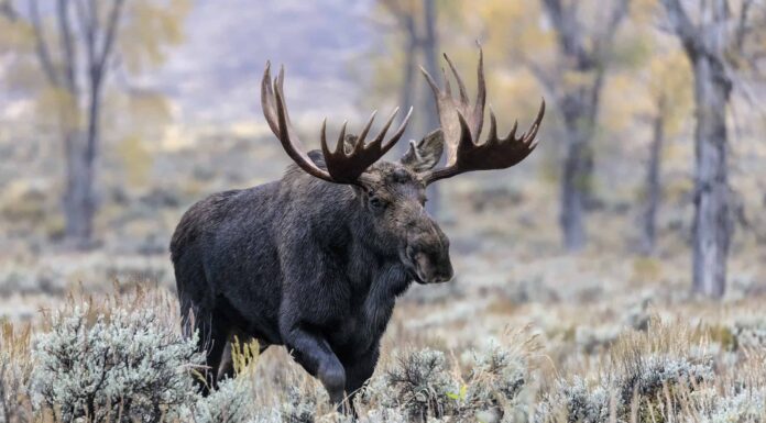 Guarda un Bull Moose lottare per la libertà dopo essere rimasto bloccato in un'altalena di pneumatici
