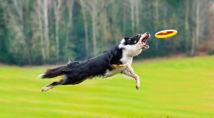 Guarda un cane stabilire il record mondiale per la cattura di frisbee più lunga
