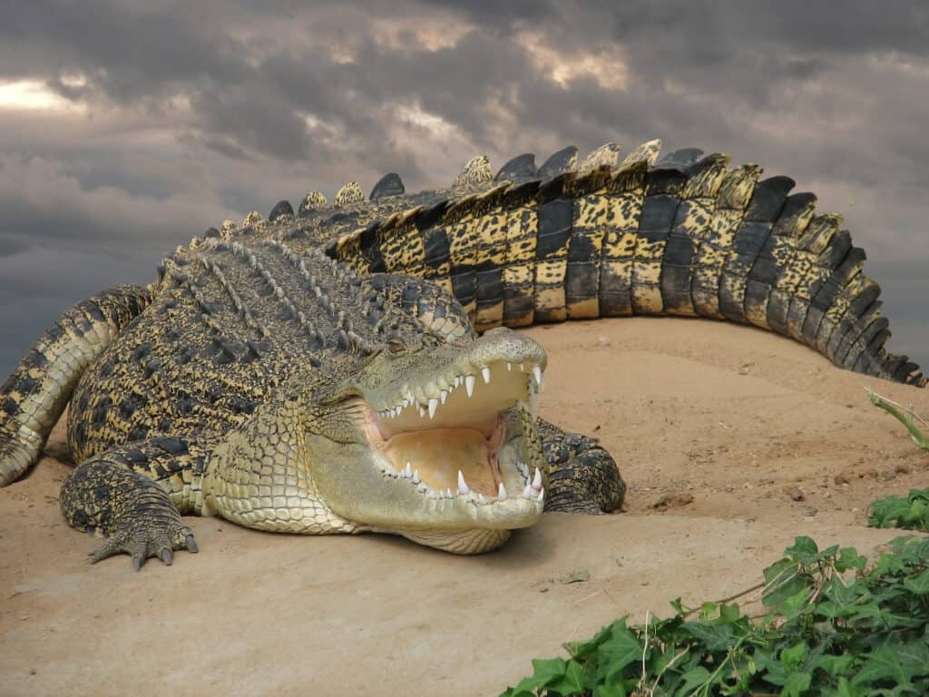 Il coccodrillo d'acqua salata ha una forza di morso più forte di un coccodrillo del Nilo.