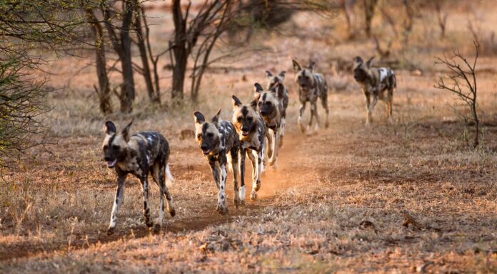 Guarda un leone combattere un branco di cani selvaggi e mostra perché è il re della giungla
