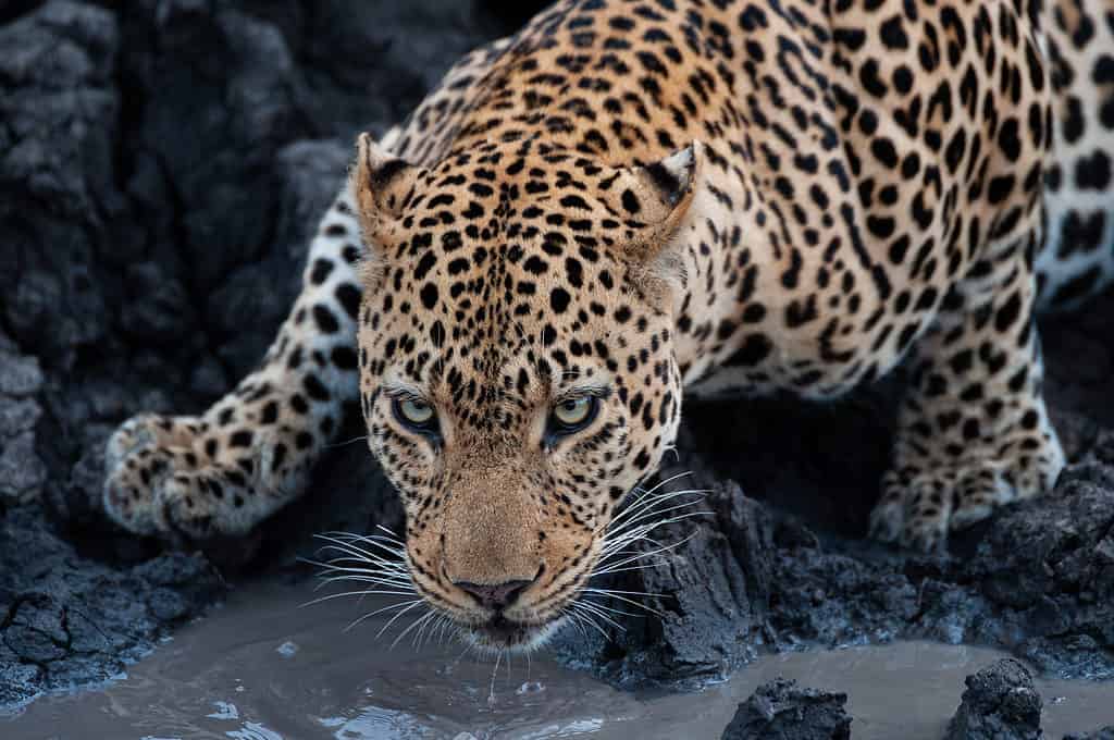 Acqua potabile del leopardo