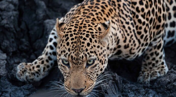 Guarda un leopardo 