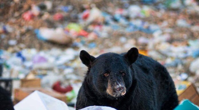 Guarda un orso curioso aprire le portiere dell'auto e frugare in cerca di tesori
