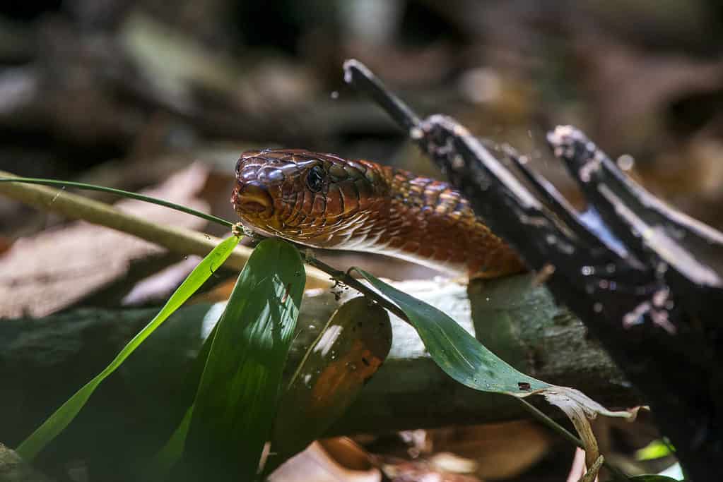 Scena di un serpente sbuffante dal ventre giallo (Spilotes sulphureus) visto dalla parte anteriore.  Tronchi e foglie sotto il serpente.
