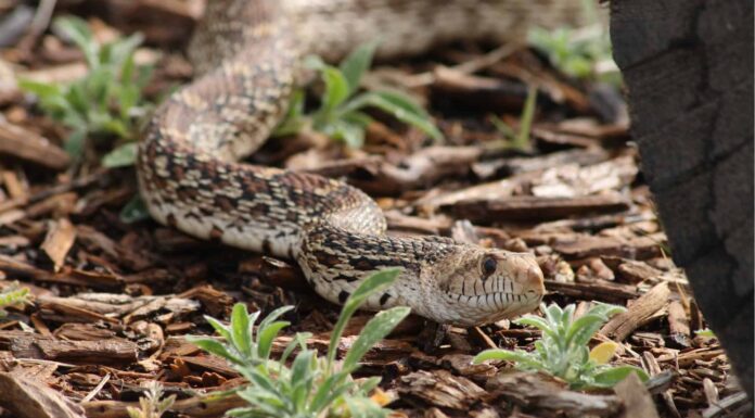 Guarda una famiglia dell'Arizona che scopre una terrificante tana di serpenti a sonagli nel loro cortile
