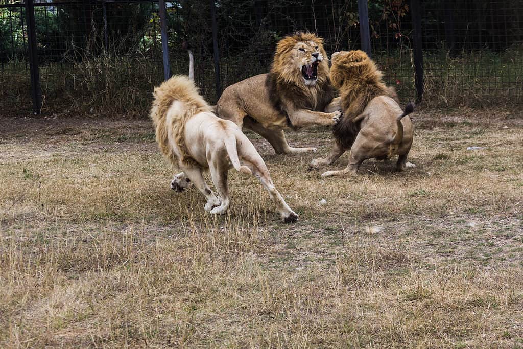 Tre leoni maschi combattono