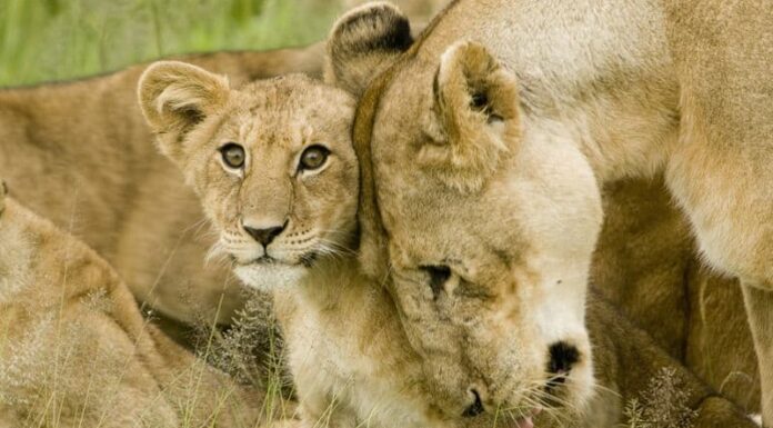 Guarda una mamma leone che dribbla il suo cucciolo come un pallone da calcio
