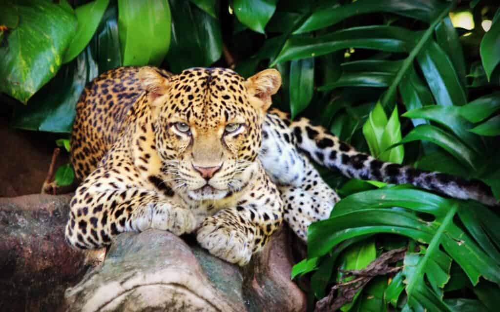 leopardo di Giava