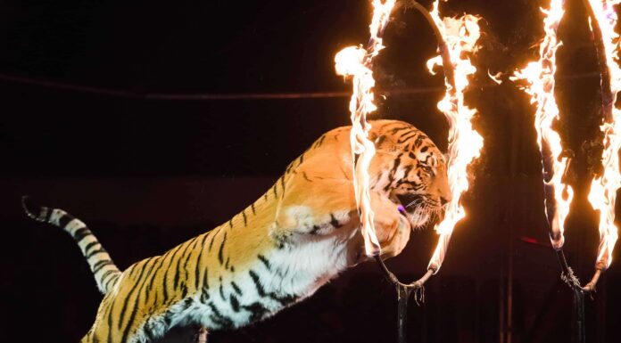 Guarda una tigre che scappa da un circo e scatena il caos
