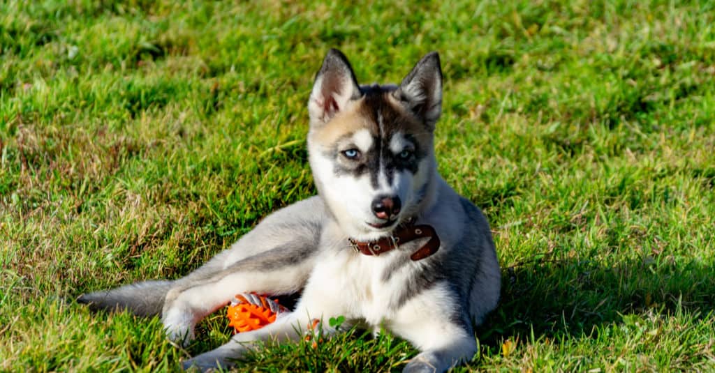 Husky in miniatura nell'erba