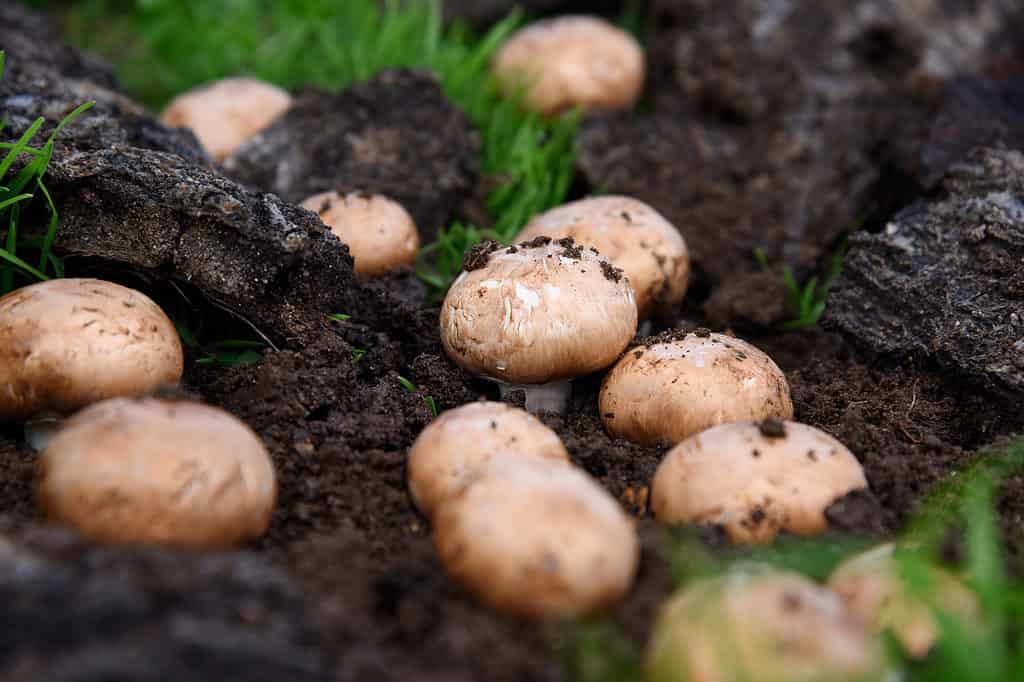 Funghi cremini marroni che crescono dal terreno