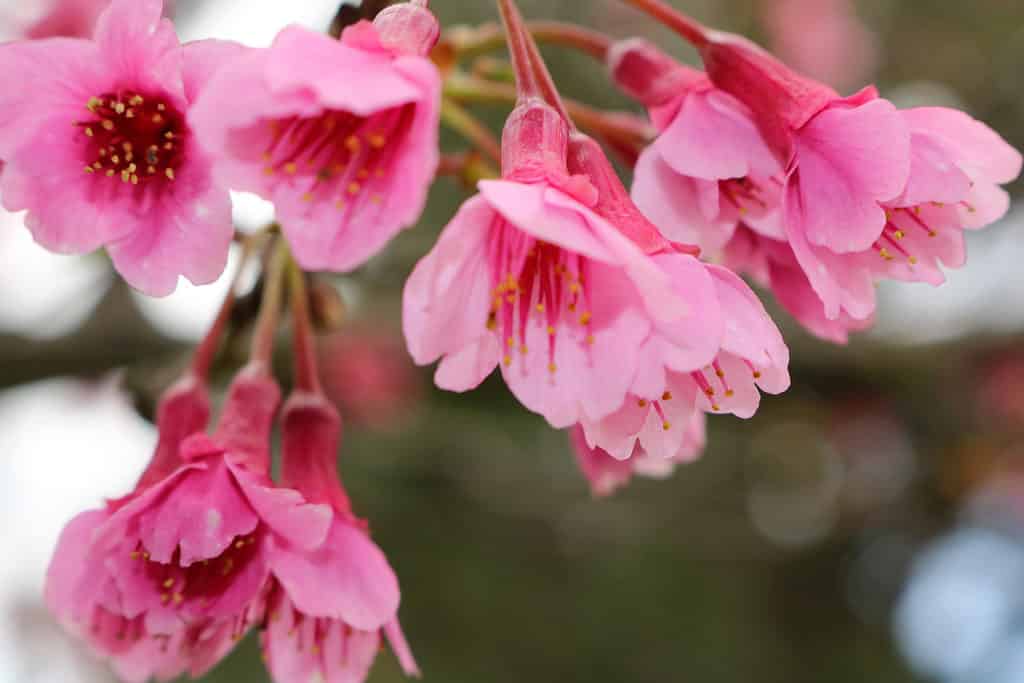 Primo piano di fiori di ciliegio giapponesi rosa che fioriscono nel tardo inverno a Waimea, Hawaii.