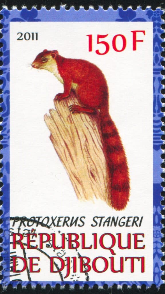 Scoiattoli più grandi - francobollo di scoiattolo gigante della foresta