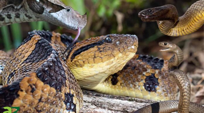 I 12 serpenti velenosi più grandi del mondo
