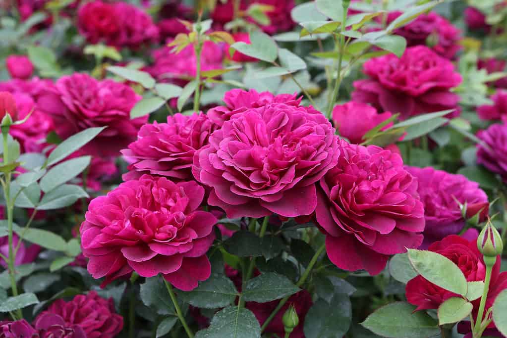 Un cespuglio di rose Darcey rosso porpora che fiorisce in un giardino