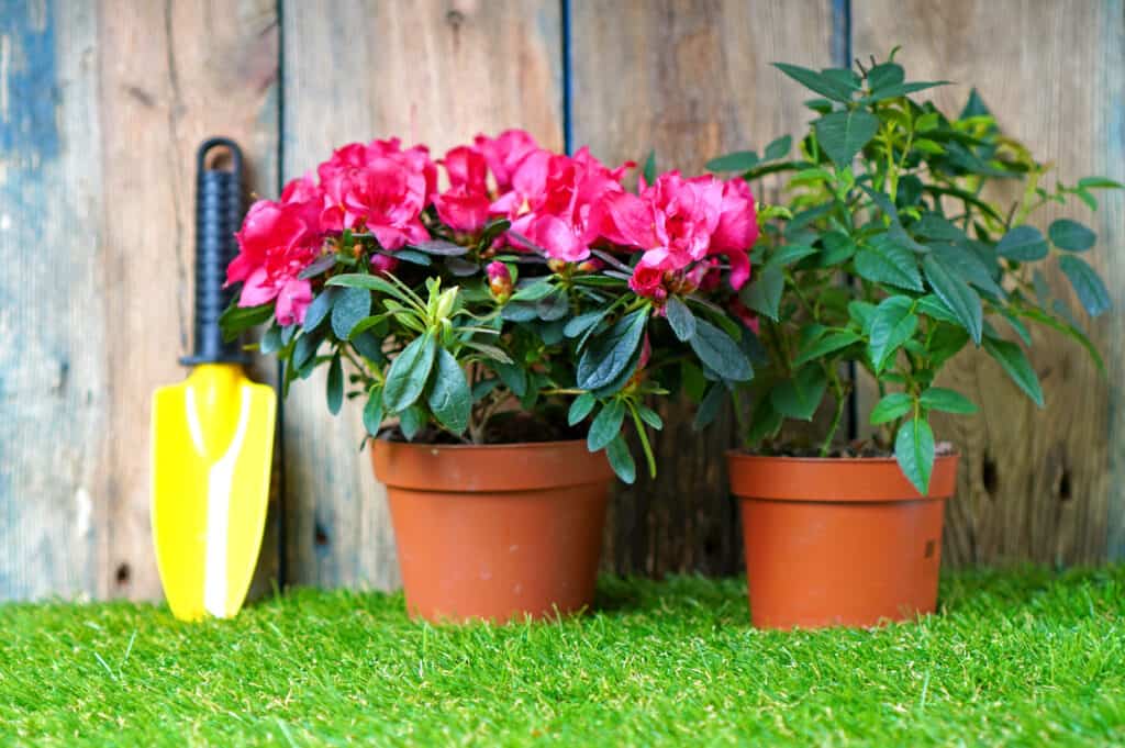 Lavori di invasatura di fiori e giardini primaverili.  Pala da giardino e fiore di azalea in fiore sull'erba verde.