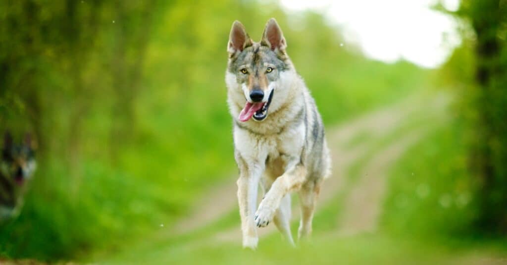 Wolfdog cecoslovacco che corre lungo un sentiero