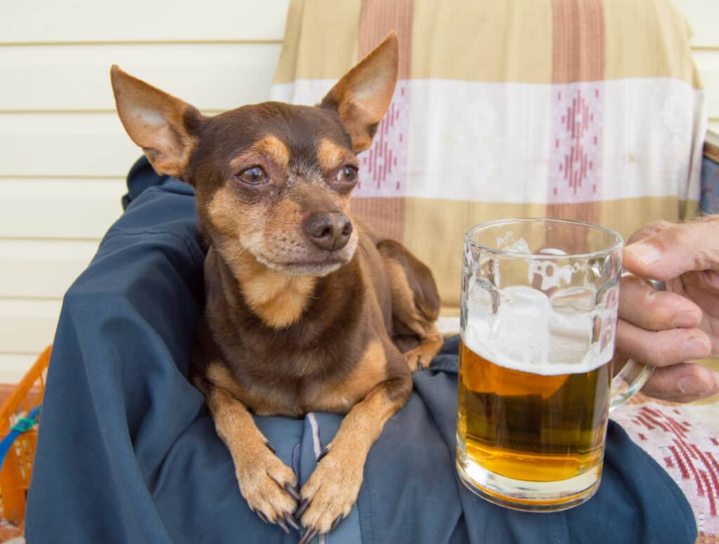 Chihuahua che osserva la birra del suo padrone