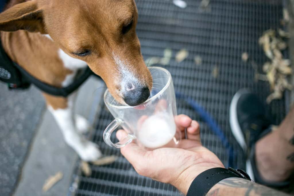 Cane che beve dalla tazza del proprietario