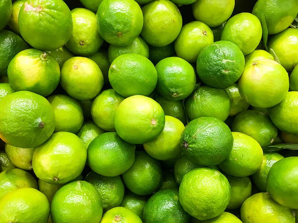 Lime Agrumi Nel Mercato Della Frutta