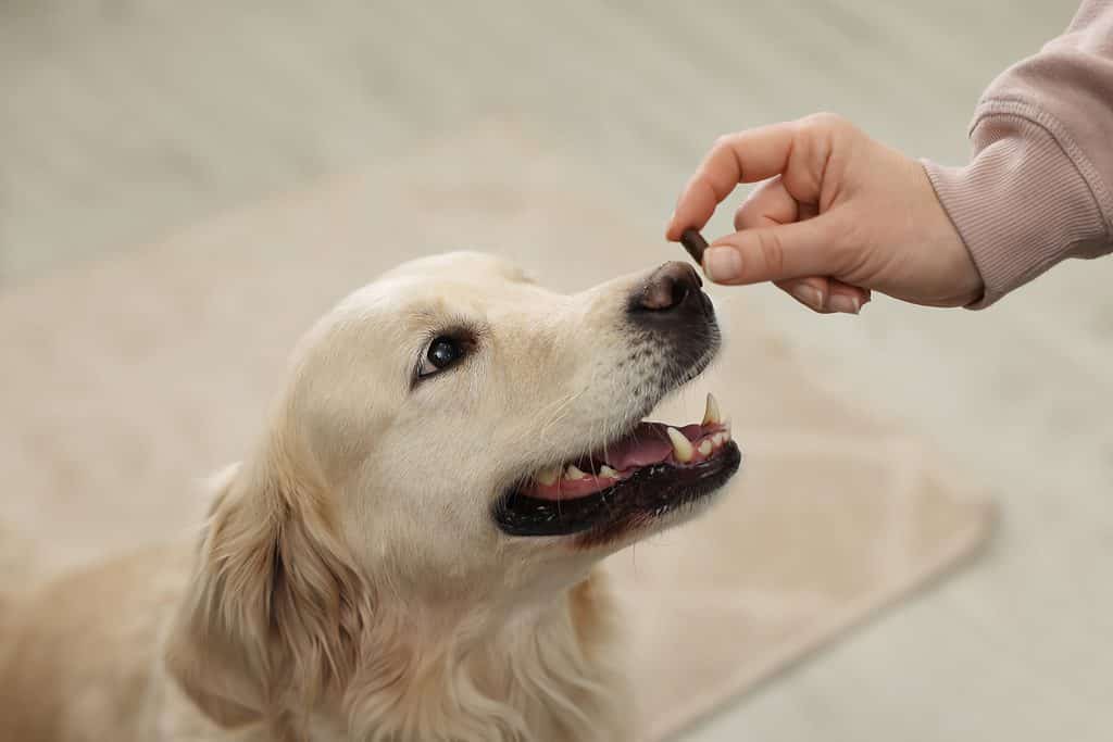 Cane che riceve una pillola aromatizzata
