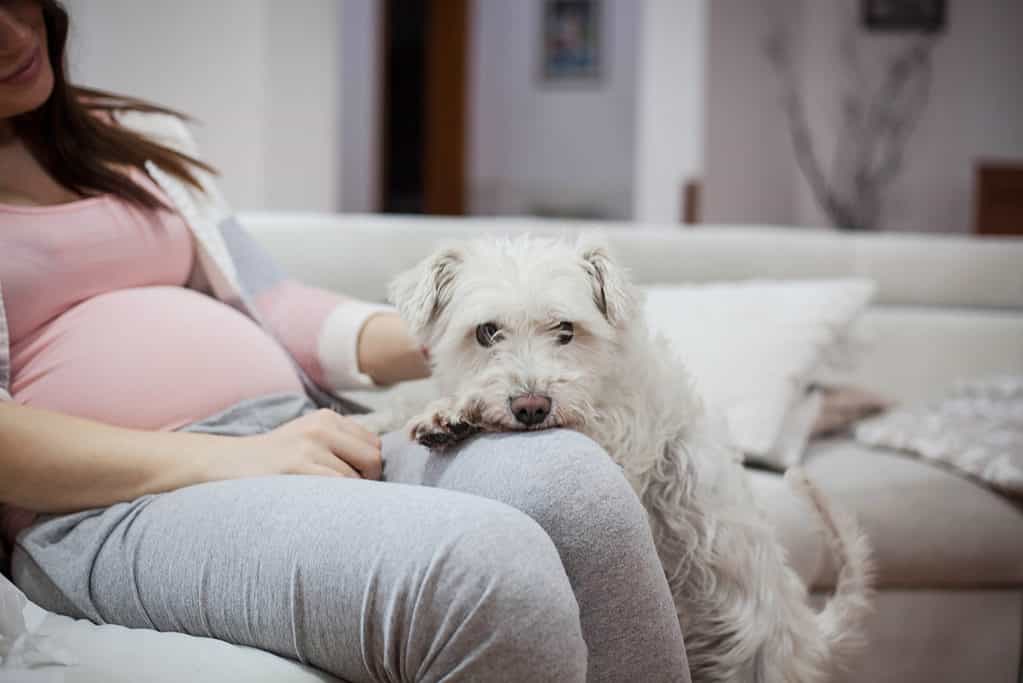 Il cane può percepire la gravidanza