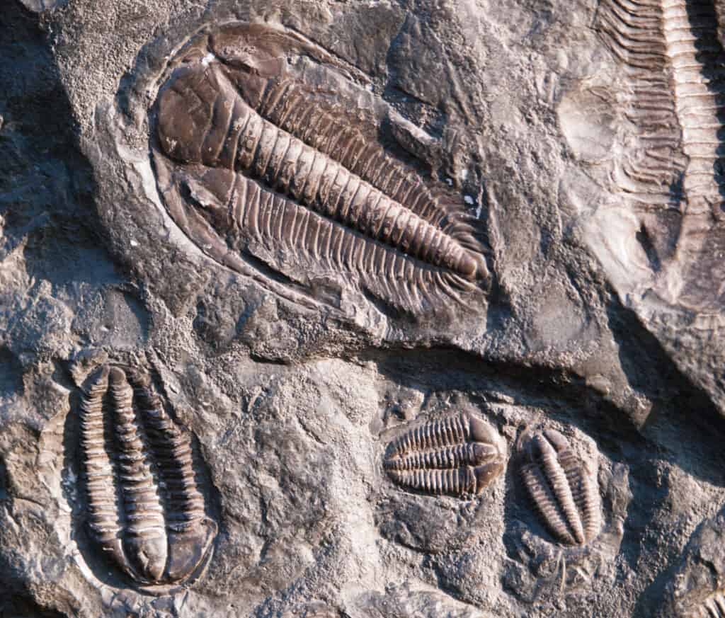 Trilobiti fossili preistorici di Barrandien nella Repubblica Ceca del periodo Cambriano