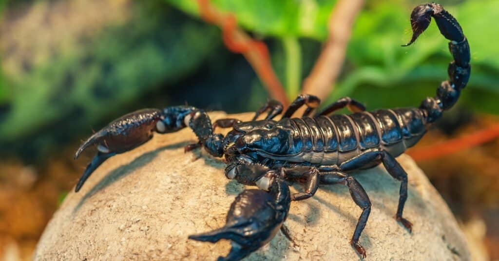 Animali Con Esoscheletri-Imperatore Scorpione