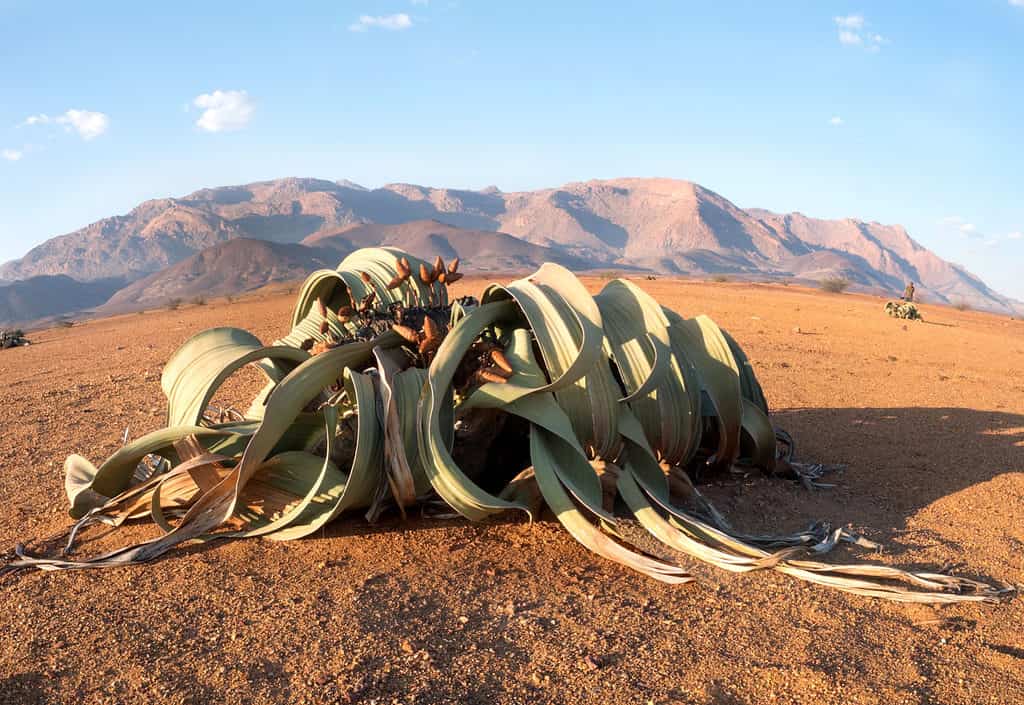 deserto più antico del mondo