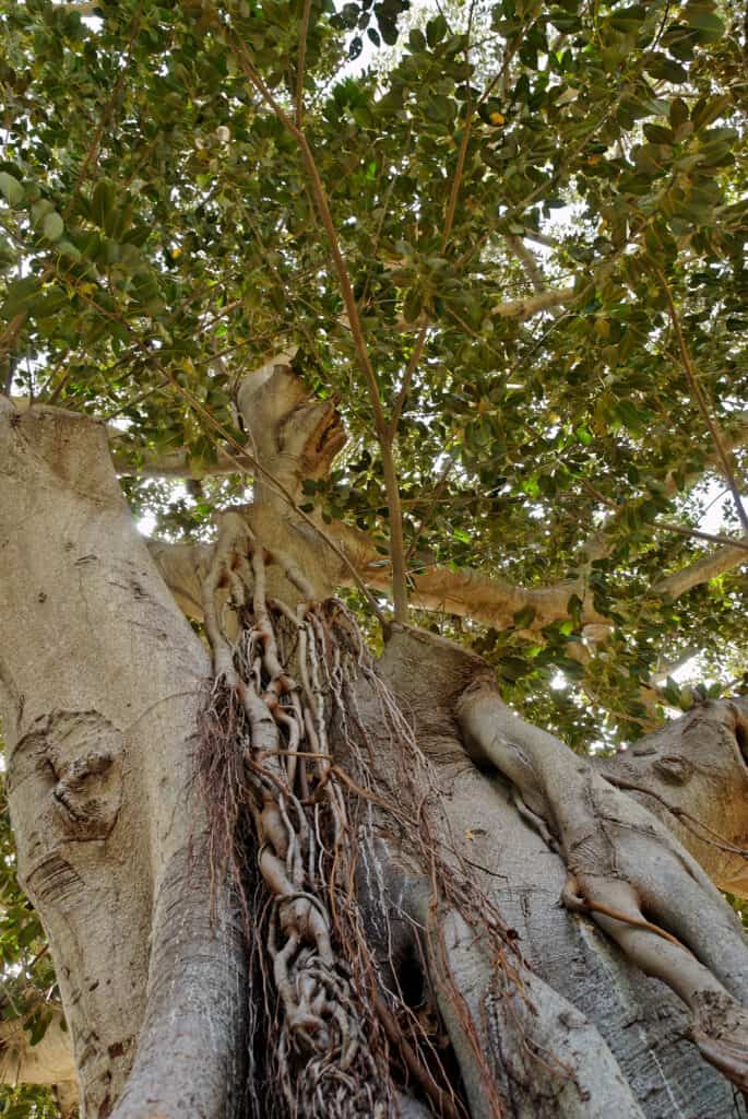 Albero di ficus