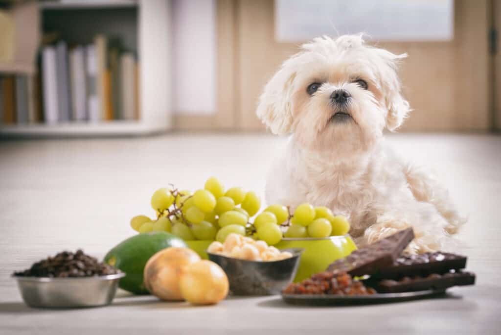 Cane con cibo tossico dell'uva