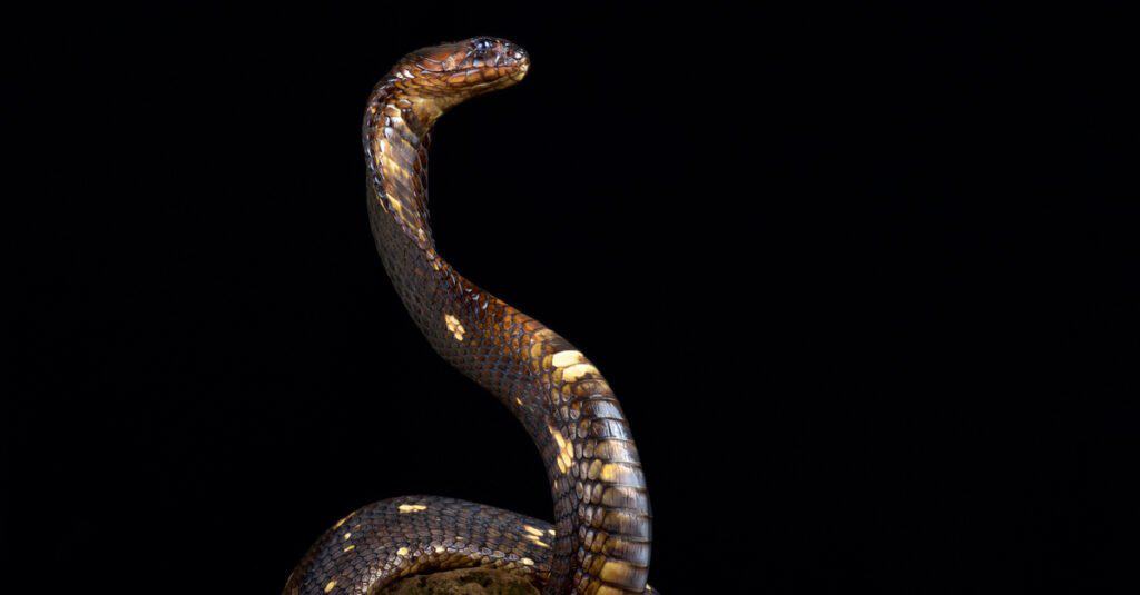 Cobra egiziano su sfondo nero