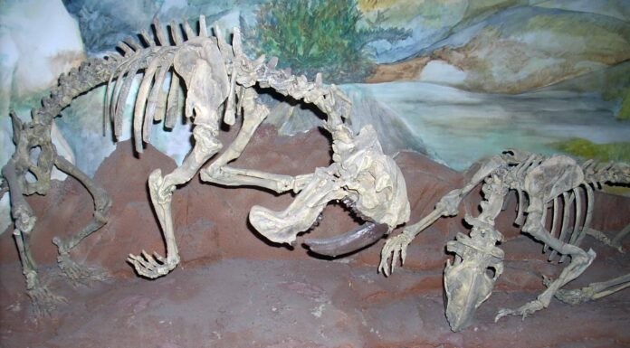 Il più grande marsupiale dai denti a sciabola pesava quasi 300 libbre
