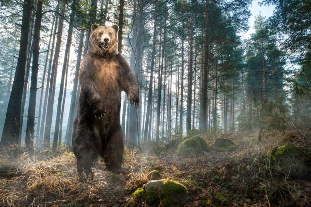 Un orso grizzly marrone, alto sulle zampe posteriori su uno sfondo di pini verde scuro, in un ambiente forestale. 