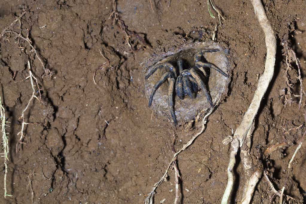 Ragno botola nella tana di fango, Queensland, Australia