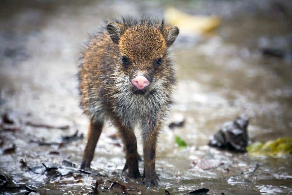 Pecari dal collare bambino Ecuador