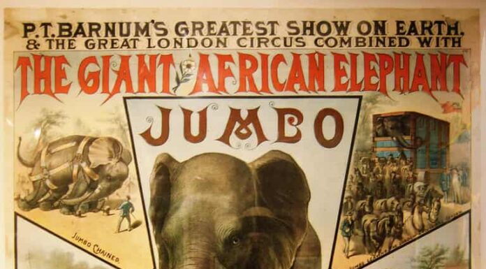 Incontra 'Jumbo' – Il più grande elefante da circo di tutti i tempi

