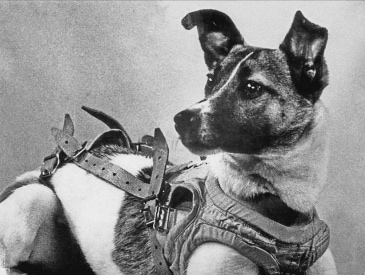 Il cane spaziale Laika