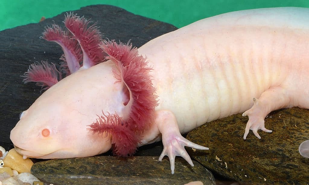 axolotl, variante albina