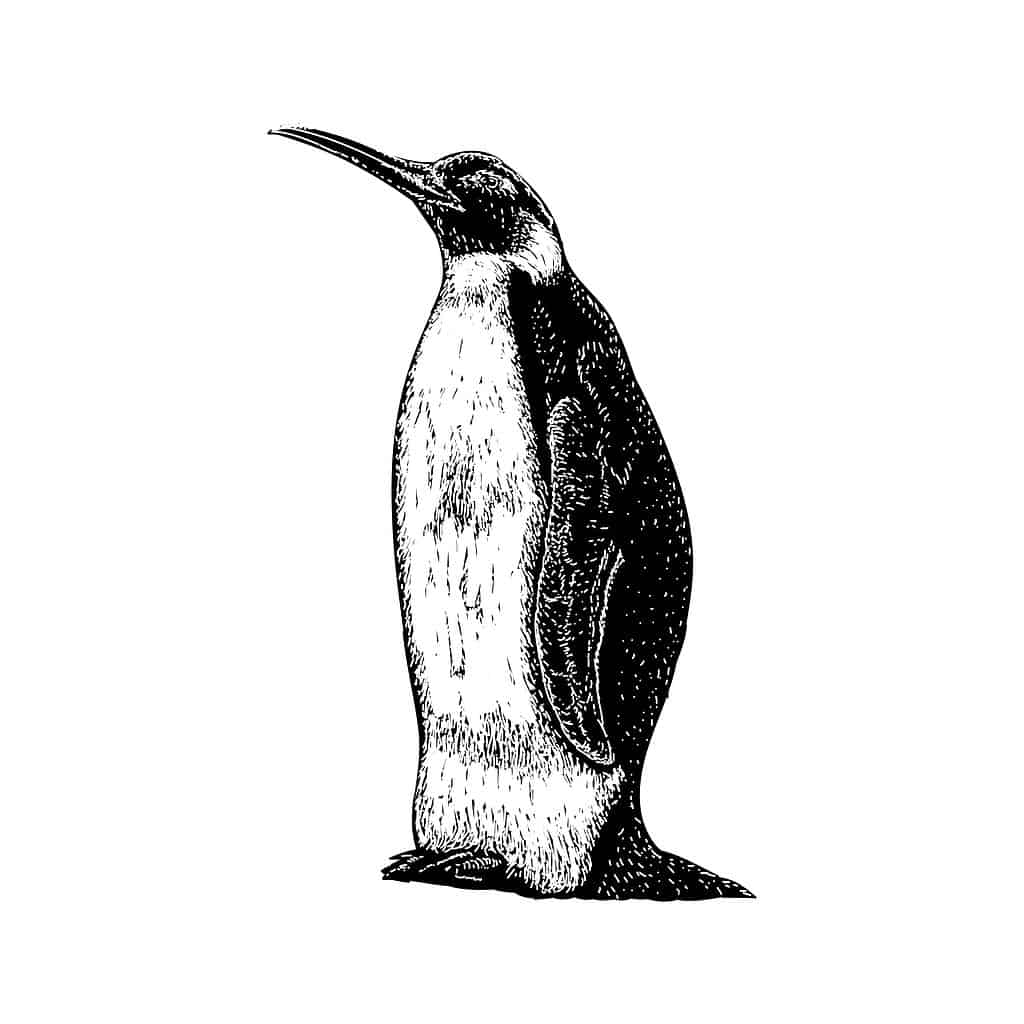 Icadyptes - Un antico pinguino