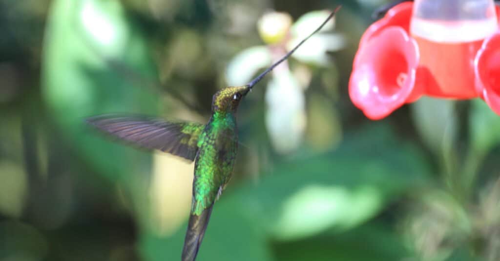 colibrì dal becco a spada