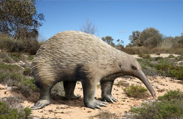Incontra il mammifero che depone le uova delle dimensioni di una pecora trovato in Australia
