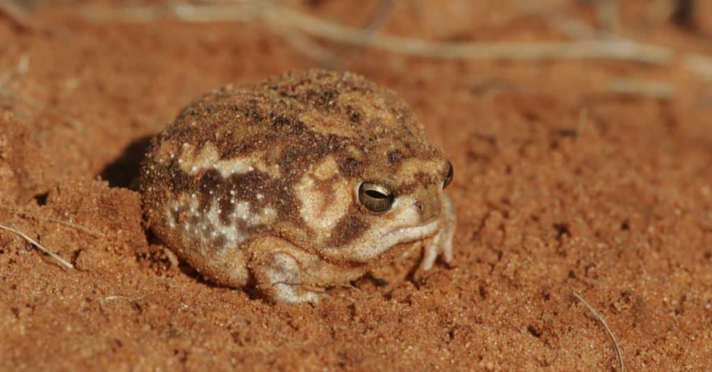 Desert Rain Frog seduto sulla sabbia, Sud Africa