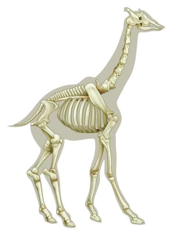 Illustrazione del sistema scheletrico della giraffa